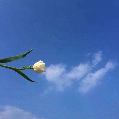 移动云手机官方授权中心